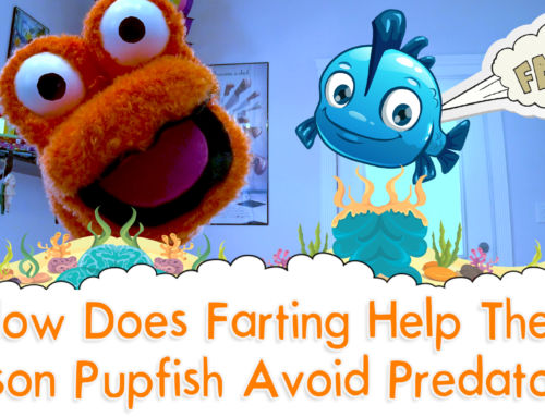 How Does Farting Help The Bolson Pupfish Avoid Predators? – The Fact a Day – #88