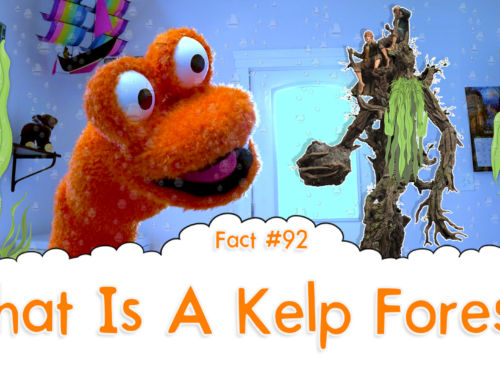 What Is A Kelp Forest? – The Fact a Day – #92