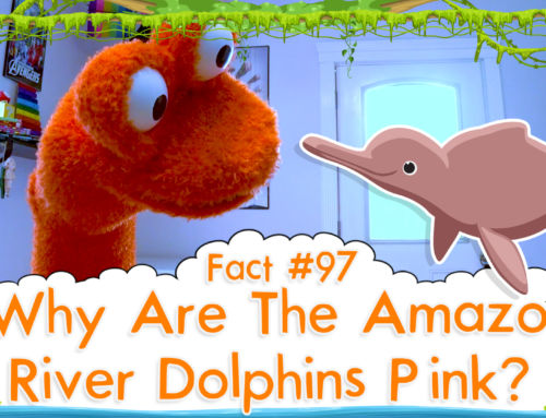 Why Are The Amazon River Dolphins Pink? – The Fact a Day – #97