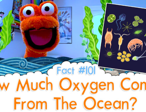 How Much Oxygen Comes From The Ocean? – The Fact a Day – #101
