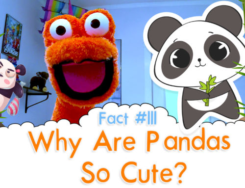 Why Are Pandas So Cute? – The Fact a Day – #111