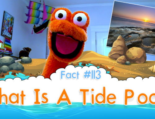 What Is A Tide Pool? – The Fact a Day – #113