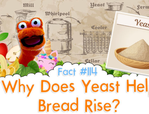 Why Does Yeast Help Bread Rise? – The Fact a Day – #114