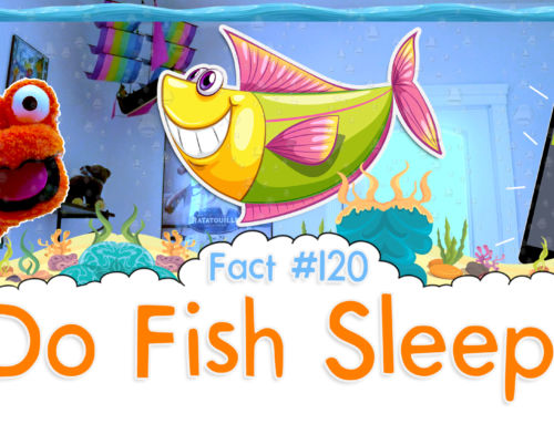 Do Fish Sleep? – The Fact a Day – #120