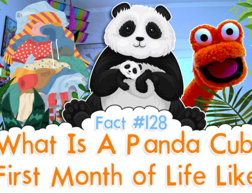 What Is A Panda Cubs First Month of Life Like? – The Fact a Day – #128