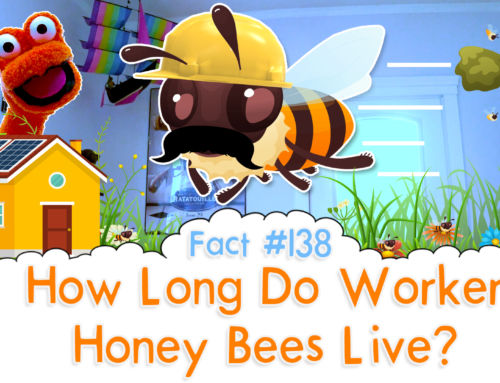 How Long Do Worker Honey Bees Live? – The Fact a Day – #138