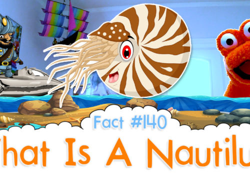 What Is A Nautilus? – The Fact a Day – #140
