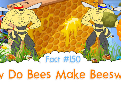 How Do Bees Make Beeswax? – The Fact a Day – #150